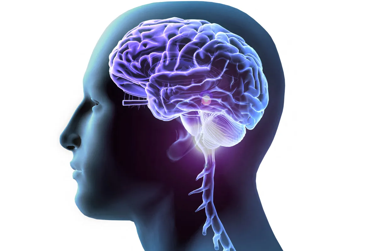 Illustration of a mans head and shoulders with an illuminated brain. (Photo by HANK GREBE/SCIENCE PHOTO LIBRARY / HGR / Science Photo Library via AFP)