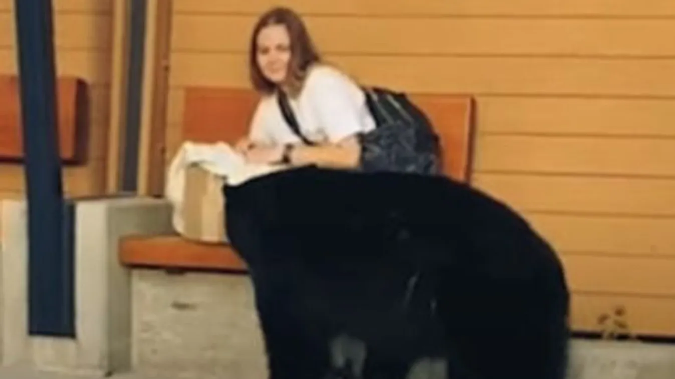 Medvét láttak Budapesten? Mi folyik itt? Kép
