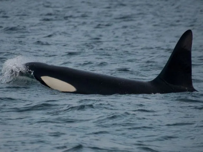 Nem először fordul elő a tengeren az orka támadás, Kardszárnyú delfinek támadása ne melőször fordul elő a tengeren, This picture shows a male killer whale (Orcinus Orca) swimming near Skjervoy Fjord, in northern Norway within the Arctic Circle, on November 15, 2024. Dozens of killer whales and their family clans including calves, follow millions of hearings gathering in the northern Norway fjords from October to January, to eat them. Increasingly frequent and northerly sightings suggest that the iconic black and white member of the dolphin family, whose males can grow up to eight metres (26 feet) long and weigh six tonnes, eating about 50 to 70 kg of hearings per day, is learning to adapt also to the newly melted waters of the Arctic Ocean. (Photo by Olivier MORIN / AFP)