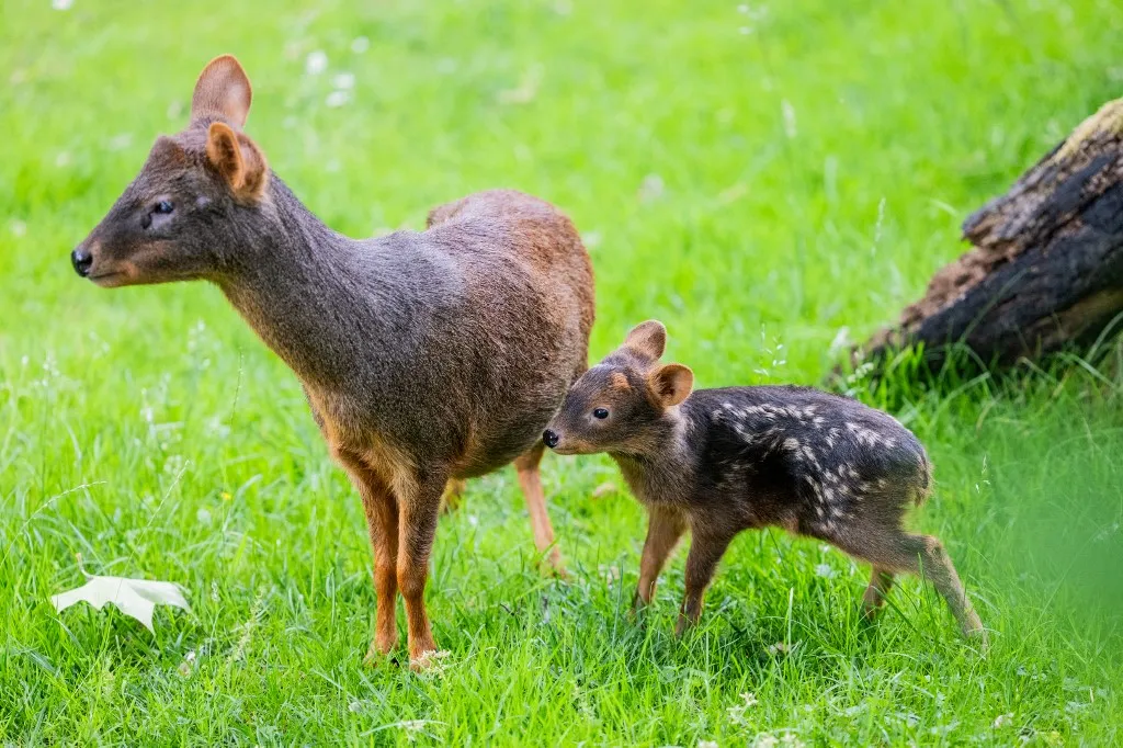 A pudu, a világ legkisebb szarvasa, egyre nagyobb veszélyben van Chilében