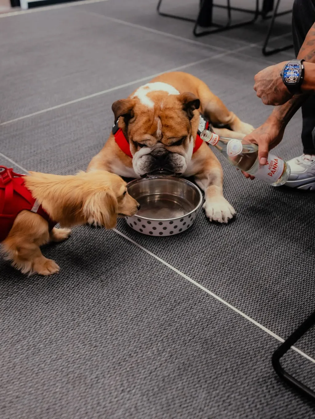 Lewis Hamilton kutyája, Roscoe
