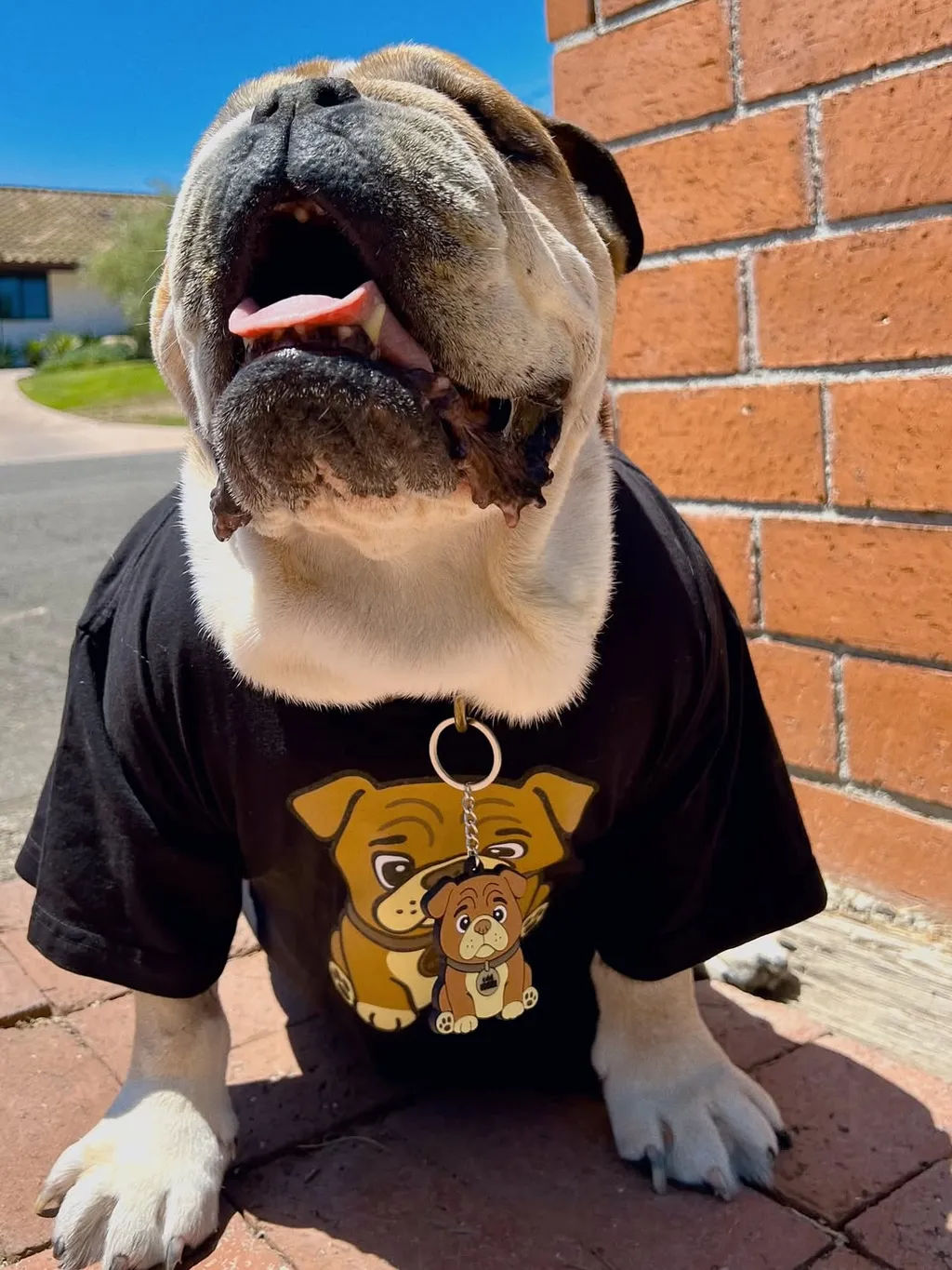 Lewis Hamilton kutyája, Roscoe
