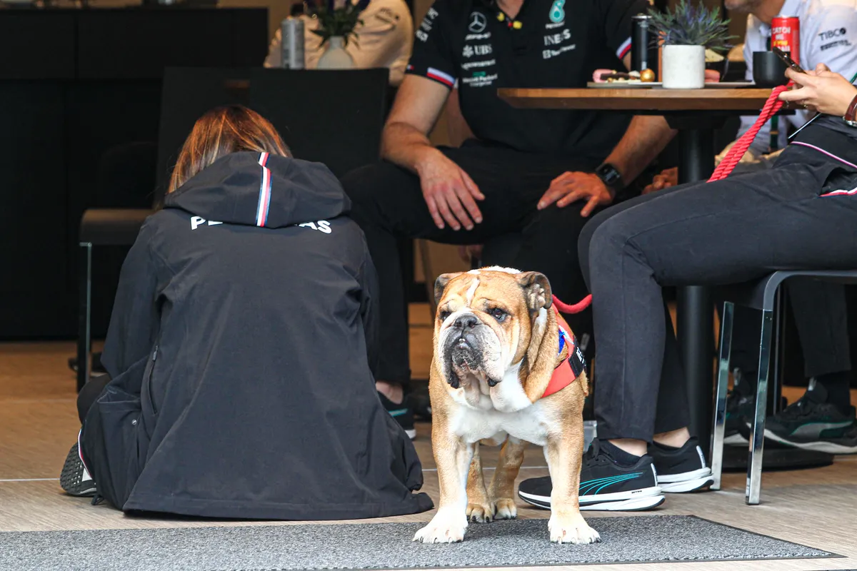 Roscoe - Lewis Hamilton (GBR) Mercedes W13 E Performance Dog during the Formula 1 Championship 2022 Austrian Grand Prix - Race on July 10, 2022 at the Red Bull Ring in Spielberg, Austria (Photo by Alessio De Marco/LiveMedia/NurPhoto) (Photo by Alessio De Marco / NurPhoto via AFP)