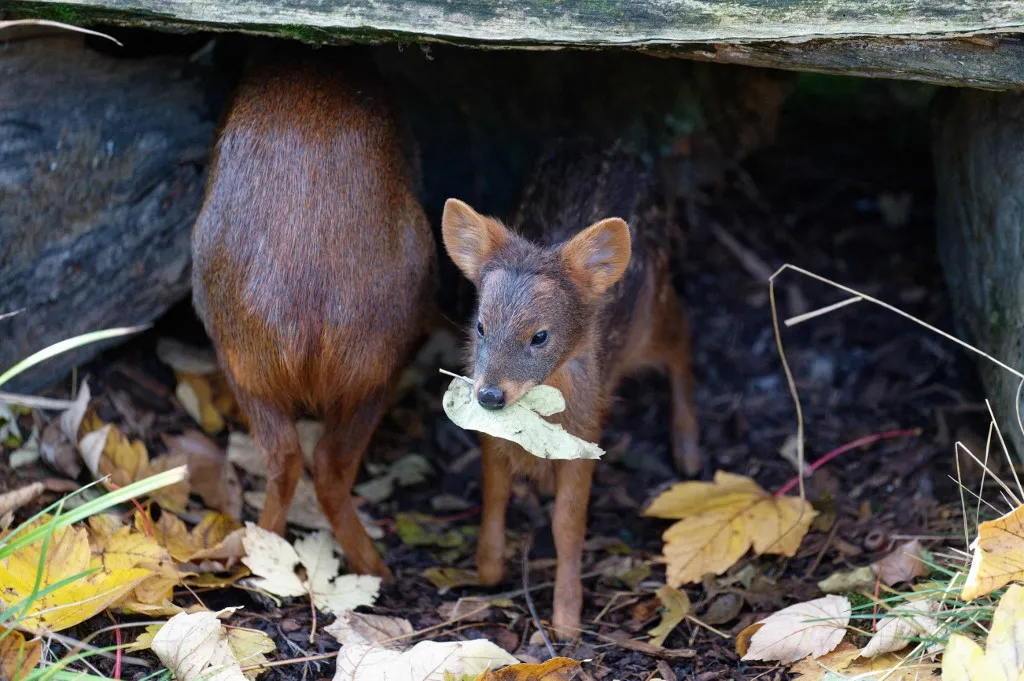 A pudu, a világ legkisebb szarvasa, egyre nagyobb veszélyben van Chilében