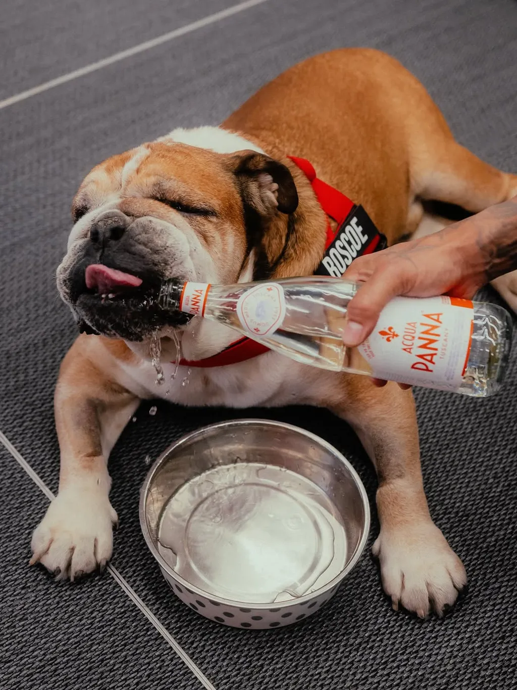 Lewis Hamilton kutyája, Roscoe