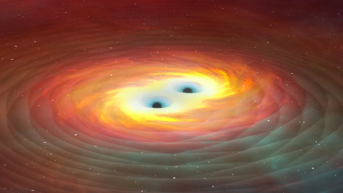 Illustration of two black holes orbiting each other in a combined accretion disc. Eventually the black holes will merge, producing gravitational waves. These are a prediction of Einstein's theory of general relativity. Gravity is the distortion of spacetime by mass, and changes in this distortion travel in waves at the speed of light. The effect is most pronounced where extremely massive objects are subject to extremely high acceleration. This is seen, for instance, where black holes or neutron stars are in a close orbit such as this. In February 2016, gravitational waves were detected for the first time, 100 years after Einstein's prediction. The waves emanated from the collision of two black holes, of 36 and 29 solar masses, some 1.3 billion light years away. The waves were extremely faint by the time they arrived at Earth, where they were detected by the two LIGO detectors in the USA. (Photo by MARK GARLICK/SCIENCE PHOTO LIBRA / MGA / Science Photo Library via AFP)