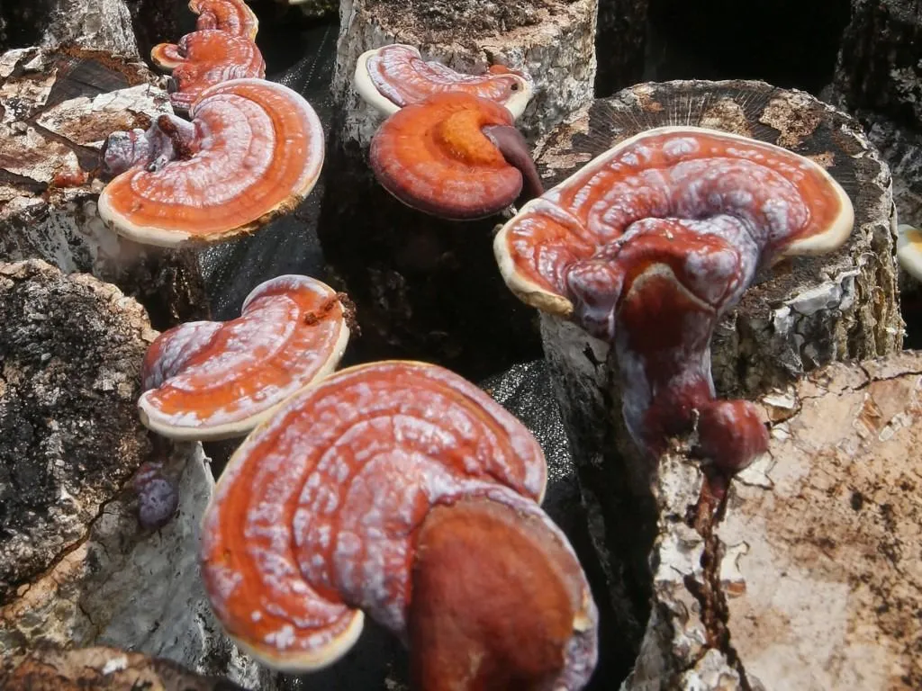 pecsétviasz gomba Ganoderma lucidum (reishi, varnished conk / ling chih) are cultivated in Usa City, Nagasaki Prefecture, Japan, on August 10, 2024. Ganoderma lucidum is not suitable for consumption, but medicinal plant for as antitumor activity.( The Yomiuri Shimbun ) (Photo by Katsumi Tanaka / The Yomiuri Shimbun via AFP)