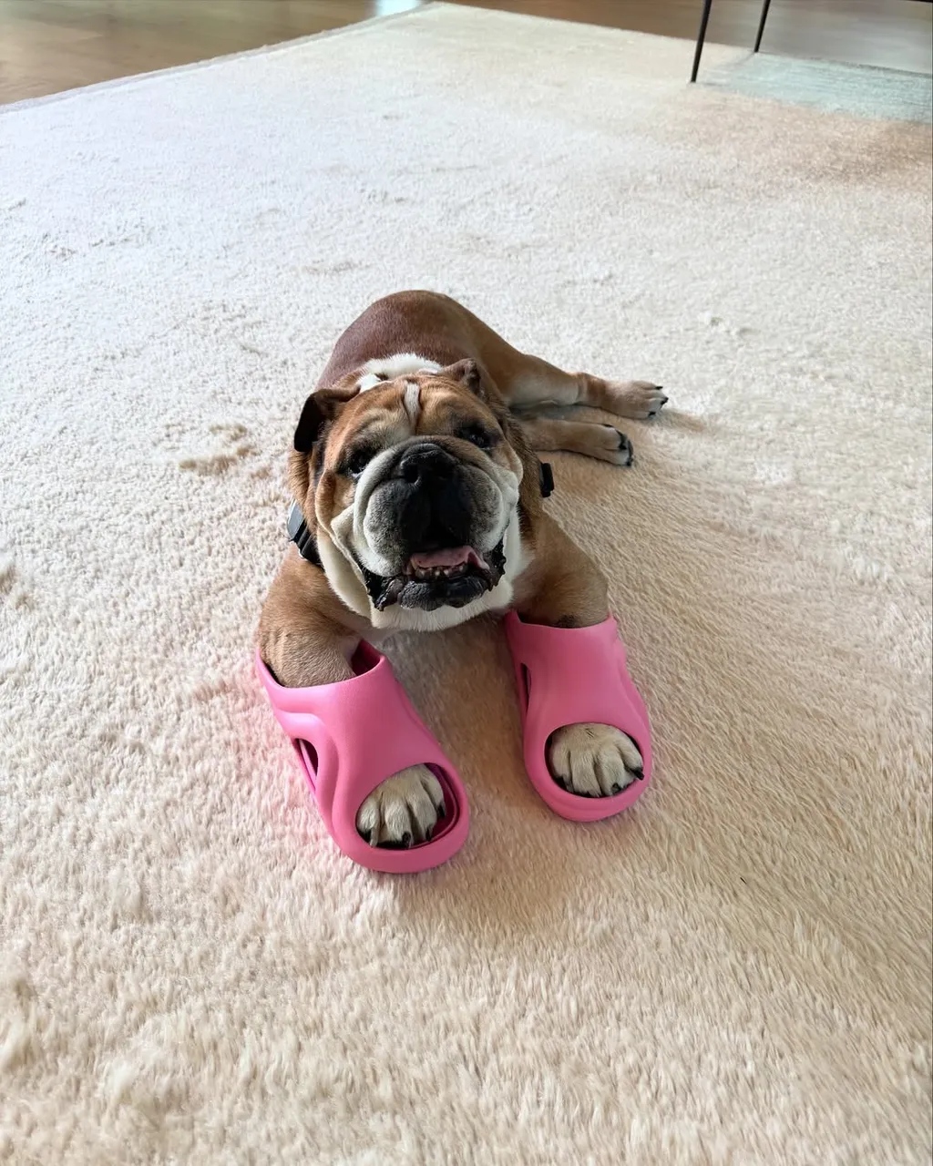 Lewis Hamilton kutyája, Roscoe