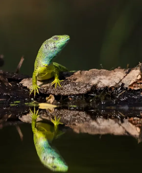 Gyík klónozta önmagát: nyolc kis hüllő született - ORIGO