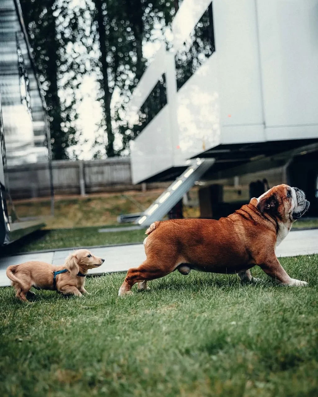 Lewis Hamilton kutyája, Roscoe