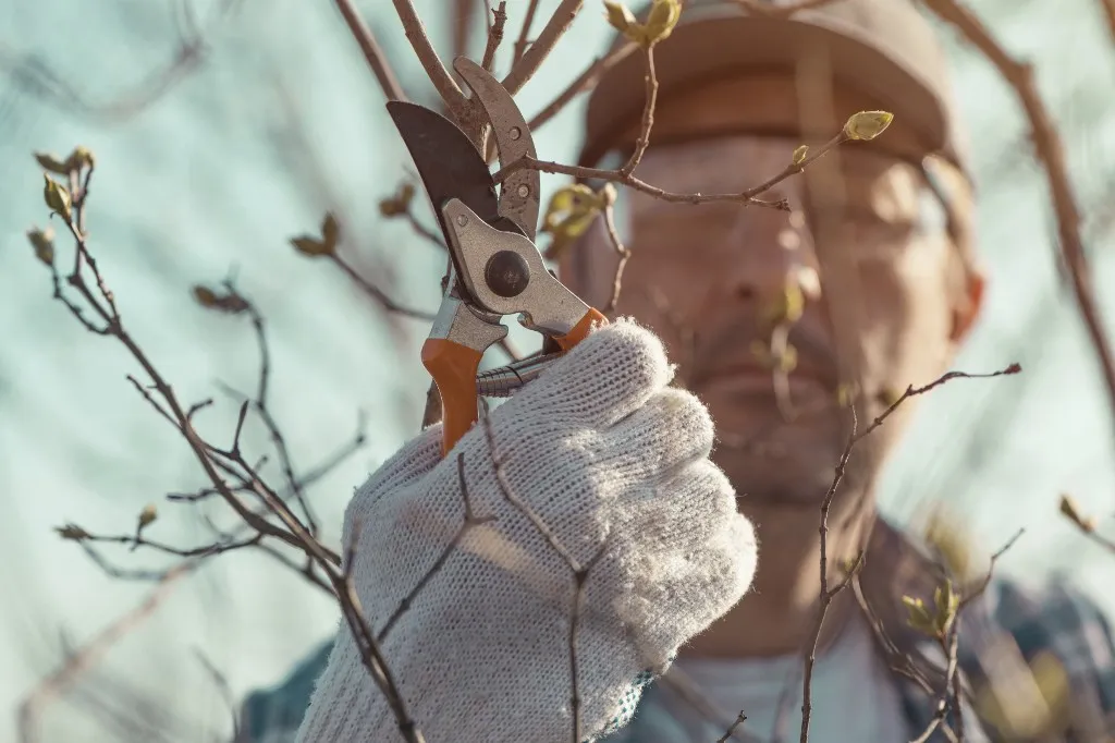 Man cutting branches in an orchard. (Photo by IGOR STEVANOVIC / SCIENCE PHOTO / IST / Science Photo Library via AFP), kert