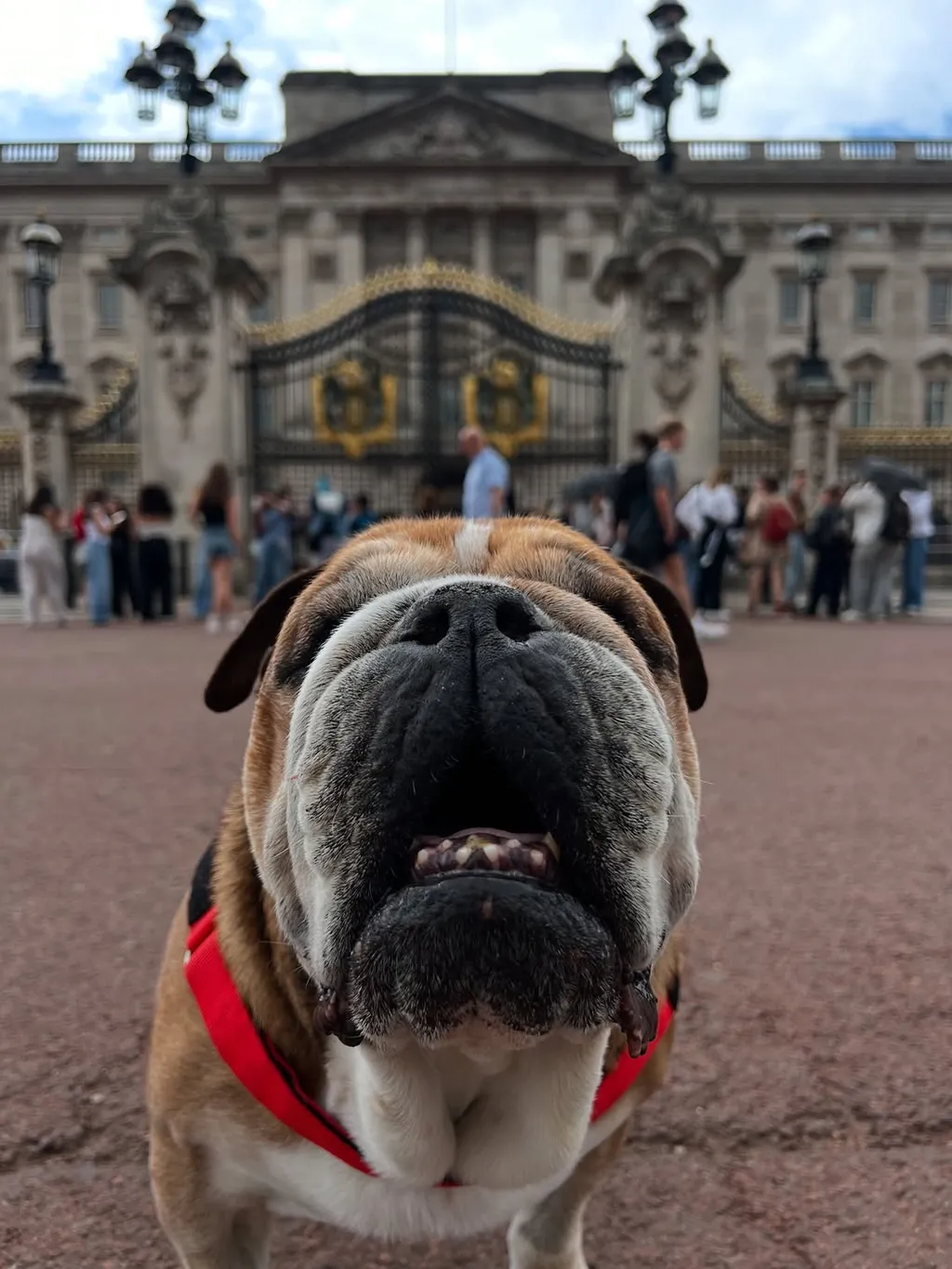 Lewis Hamilton kutyája, Roscoe