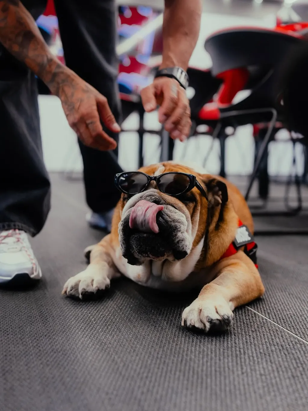 Lewis Hamilton kutyája, Roscoe