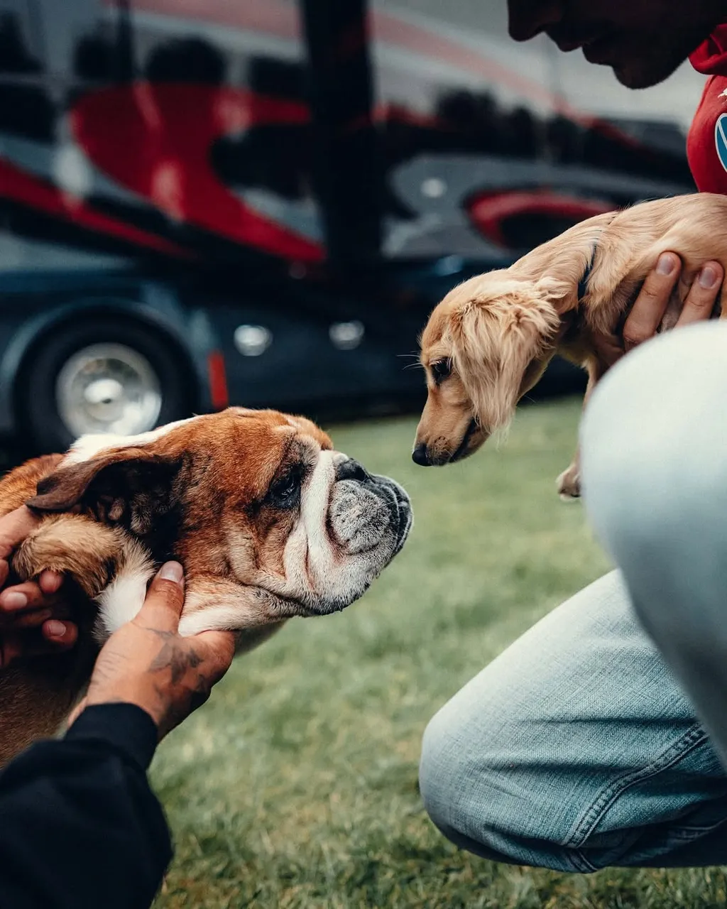 Lewis Hamilton kutyája, Roscoe