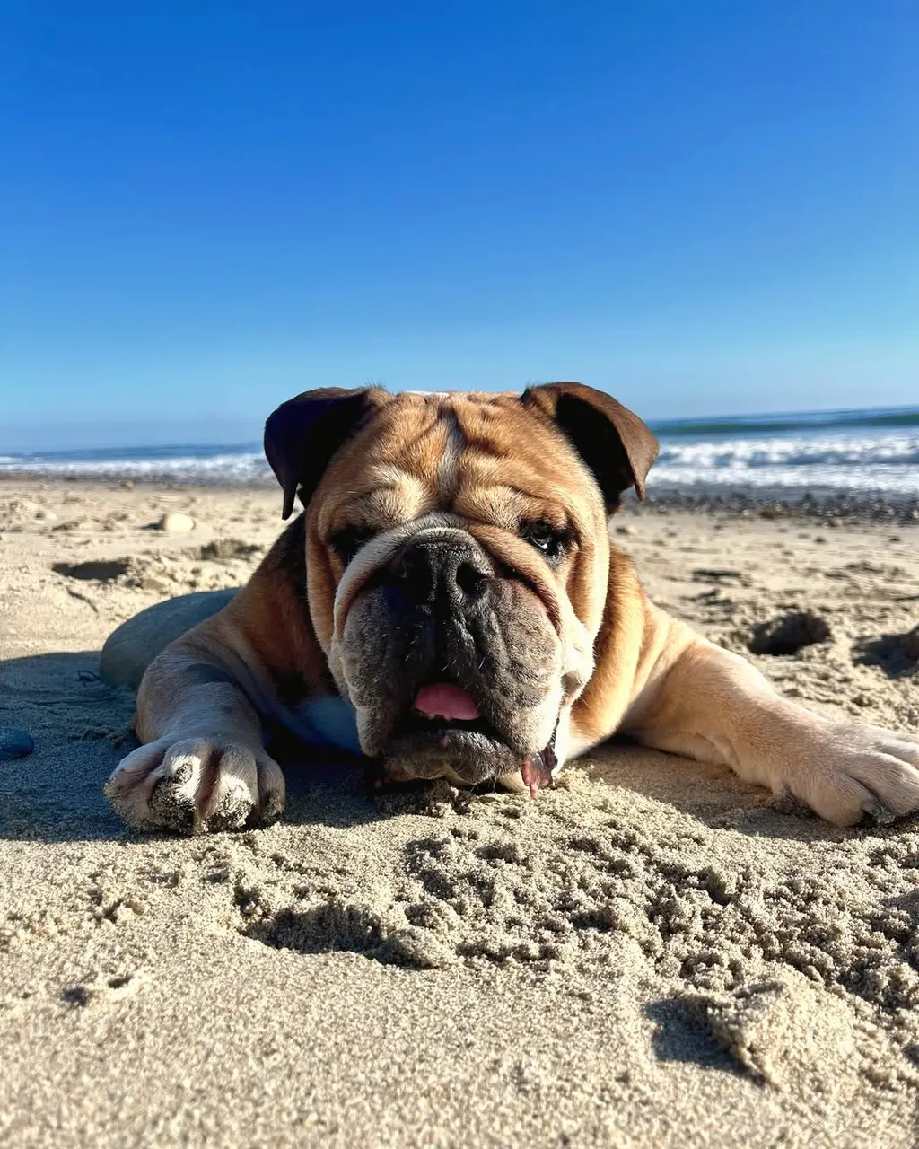 Lewis Hamilton kutyája, Roscoe
