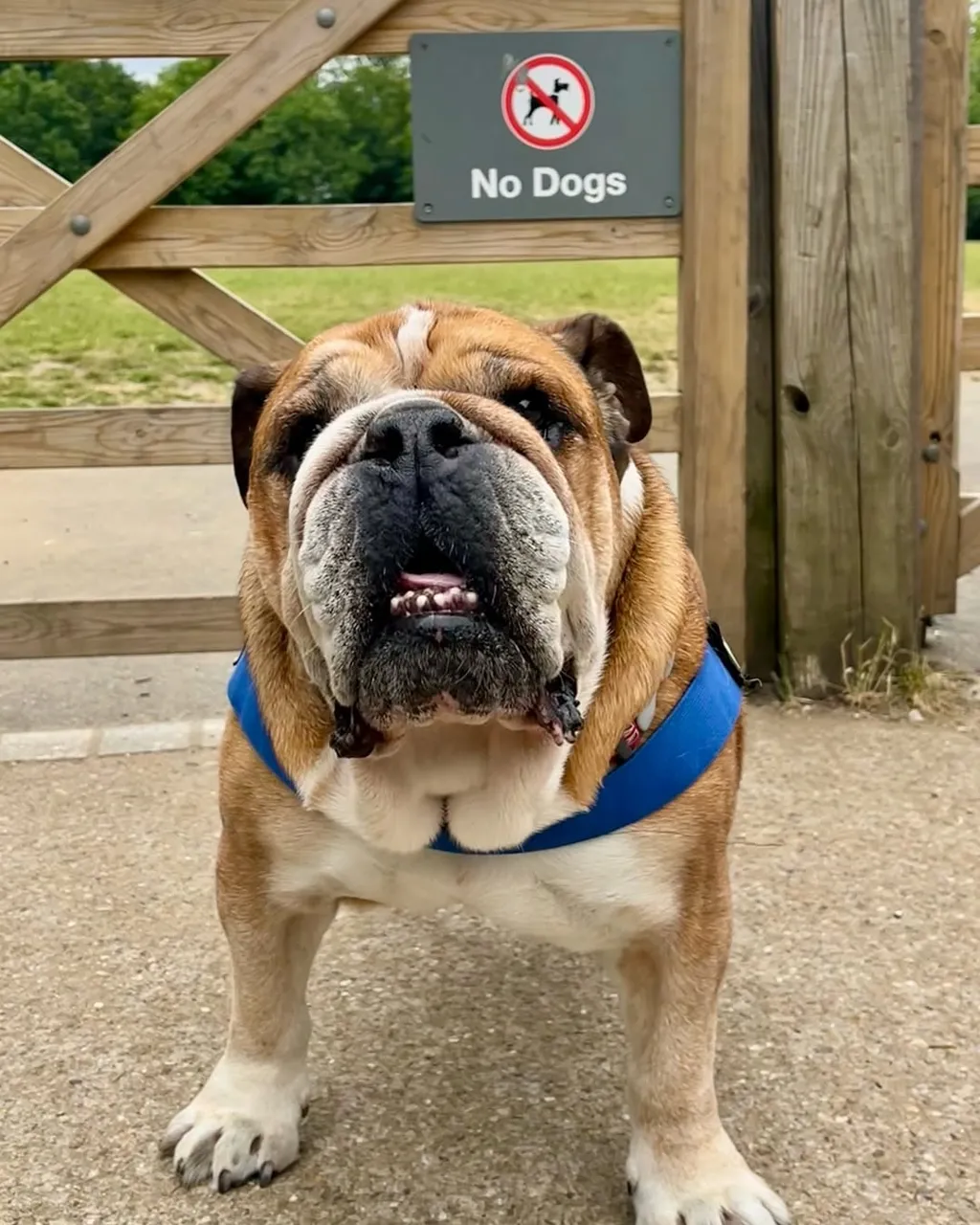 Lewis Hamilton kutyája, Roscoe