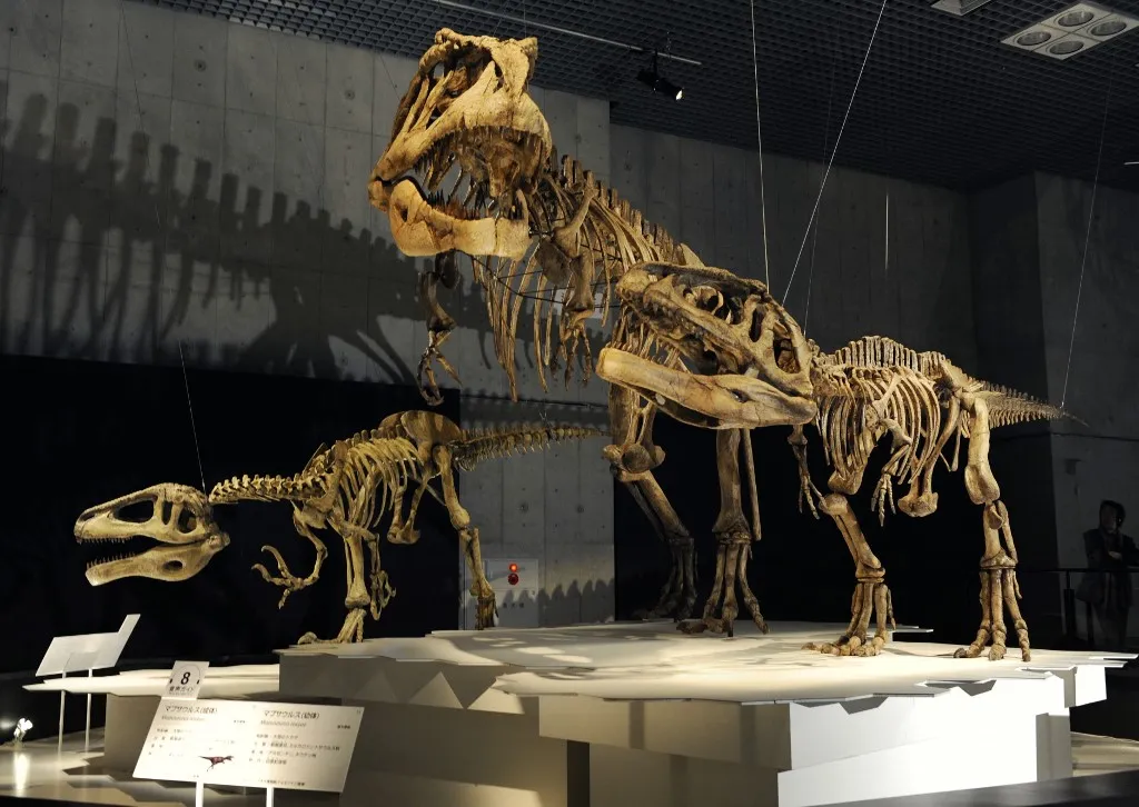 A kutatók szerint a csúcsragadozó dinoszaurusz a kréta kor végének legfélelmetesebb vadásza lehetett.