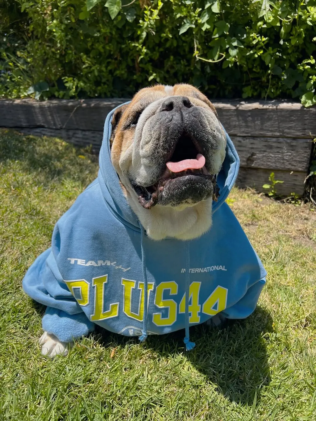 Lewis Hamilton kutyája, Roscoe