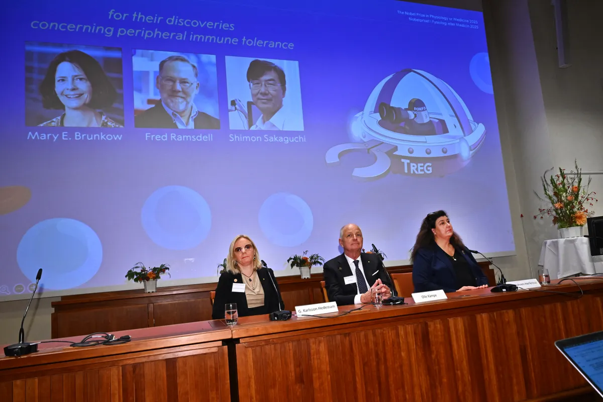 (L-R) Gunilla Karlsson Hedestam and Olle Kämpe, members of the Nobel Assembly at Karolinska Institutet, and Marie Wahren-Herlenius, Professor of Rheumatology at the Karolinska Institutet, sit in front of a screen displaying the portraits of (L-R) Mary E Brunkow, Fred Ramsdell and Shimon Sakaguchi during a press conference where the winners of the 2025 Nobel Prize in Physiology or Medicine are being announced at the Karolinska Institute in Stockholm, Sweden, on October 6, 2025. Mary E. Brunkow and Fred Ramsdell of the United States and Japan's Shimon Sakaguchi won the Nobel Prize in Medicine on Monday for research into how the immune system is kept in check, the Nobel jury said. (Photo by Claudio BRESCIANI / AFP)