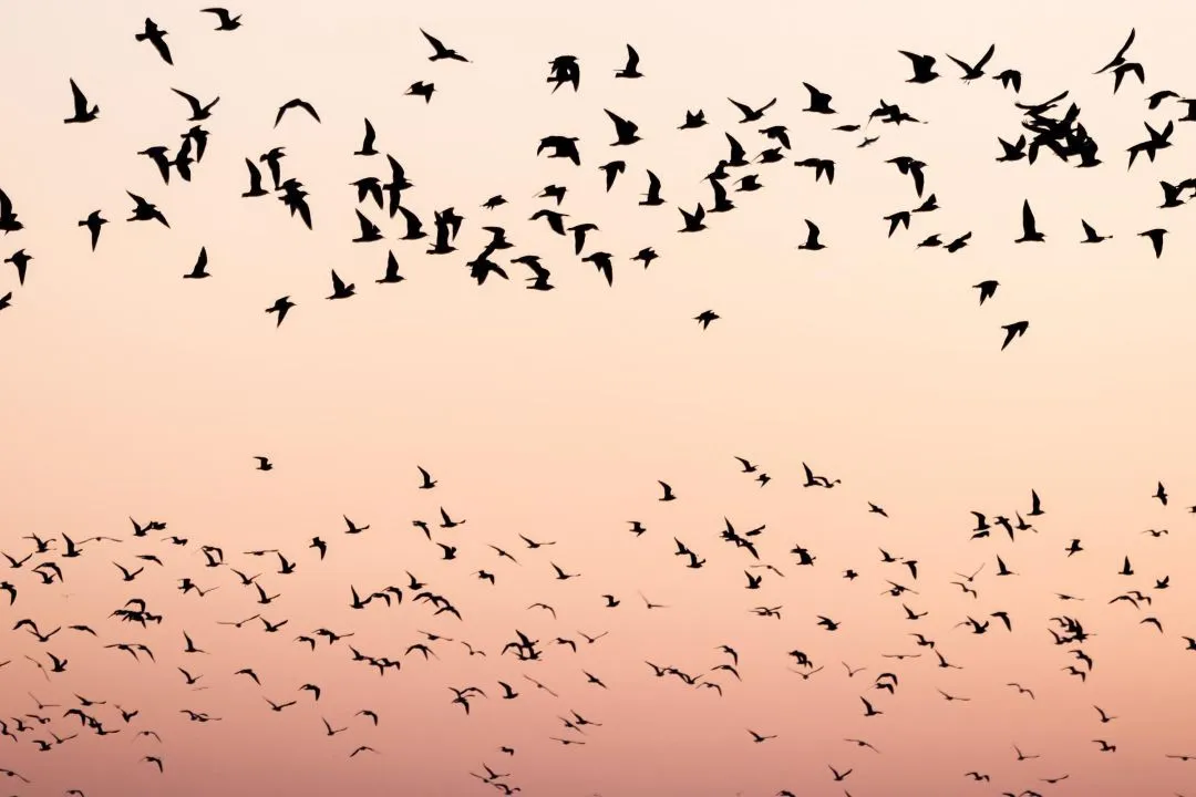 Daruvonulás a Hortobágyon. Az őszi vonulás csúcsán, a híres hortobágyi éjszakázóhelyeken, ez egyidejűleg akár 200 ezer madarat is jelenthet.