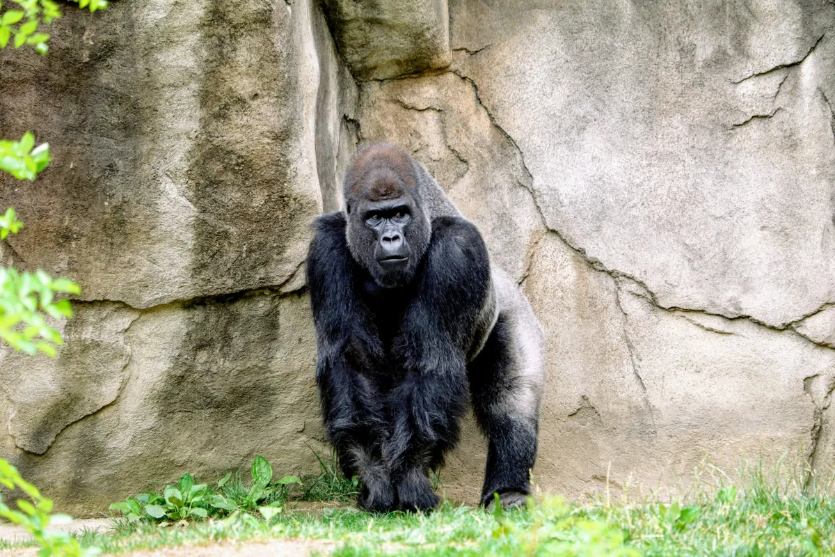 Pánik tört ki a San Diegó-i állatkertben, miután egy gorilla teljes erőből nekirontott az üvegfalnak, és áttörte annak egyik védőrétegét.