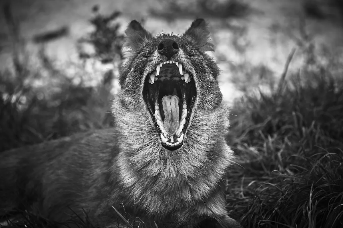 A kutyatámadások következtében hat kutyát kellett kilőni