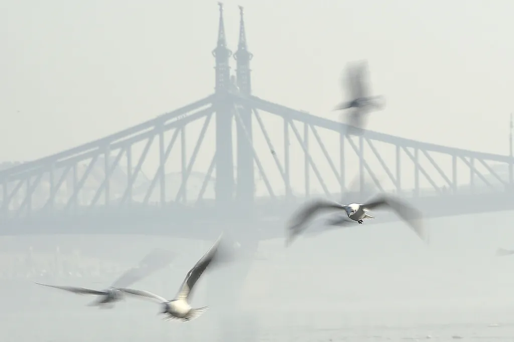 Szabadság híd, Szabadsághíd