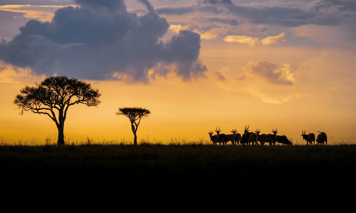 A repülőgép-baleset áldozatai a Maasai Mara nemzeti parkhoz tartottak – Fotó: Unsplash
