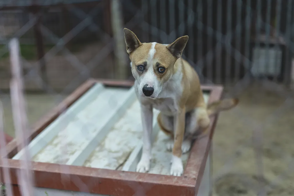 Laki Mancs Állatvédelmi Egyesület, LakiMancsÁllatvédelmiEgyesület, Lakitelek