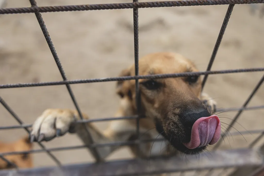 Laki Mancs Állatvédelmi Egyesület, LakiMancsÁllatvédelmiEgyesület, Lakitelek