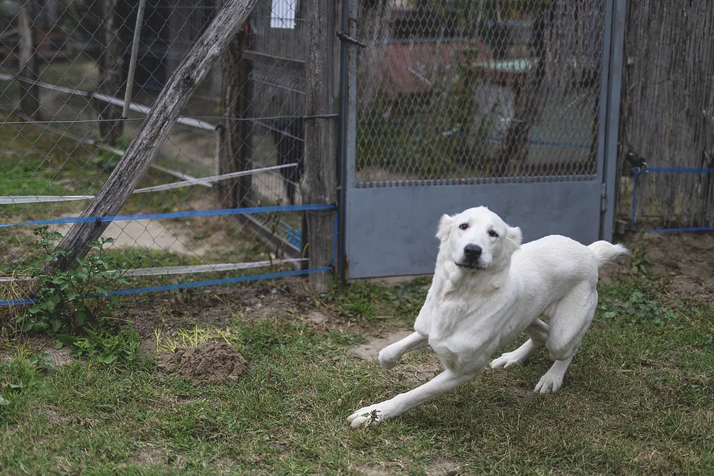 Laki Mancs Állatvédelmi Egyesület, LakiMancsÁllatvédelmiEgyesület, Lakitelek
