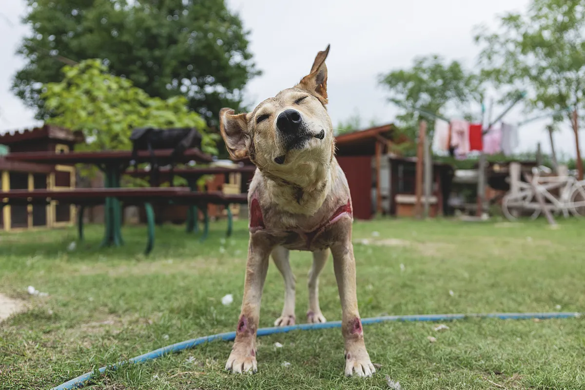 Rozi állapota folyamatosan javul, ahogy telik az idő, hála a profi és gondoskodó csapatnak, amely körbeveszi őt