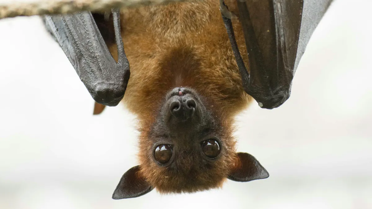 Hihetetlen, de igaz: a denevérek testéből zöld fény árad éjjel!