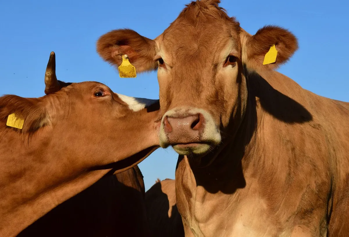 Szilágyi gazda szerint az egyik utolsó biztos pont, a vágómarha-tenyésztés is megszűnhet. / Fotó: magyarmezogazdasag.hu