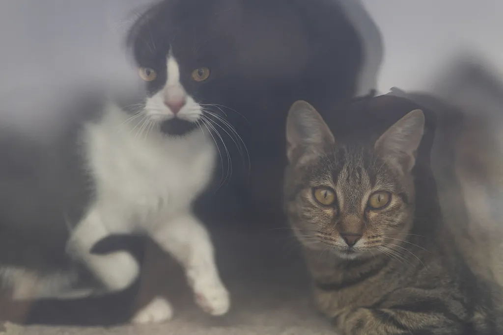 Laki Mancs Állatvédelmi Egyesület, LakiMancsÁllatvédelmiEgyesület, Lakitelek