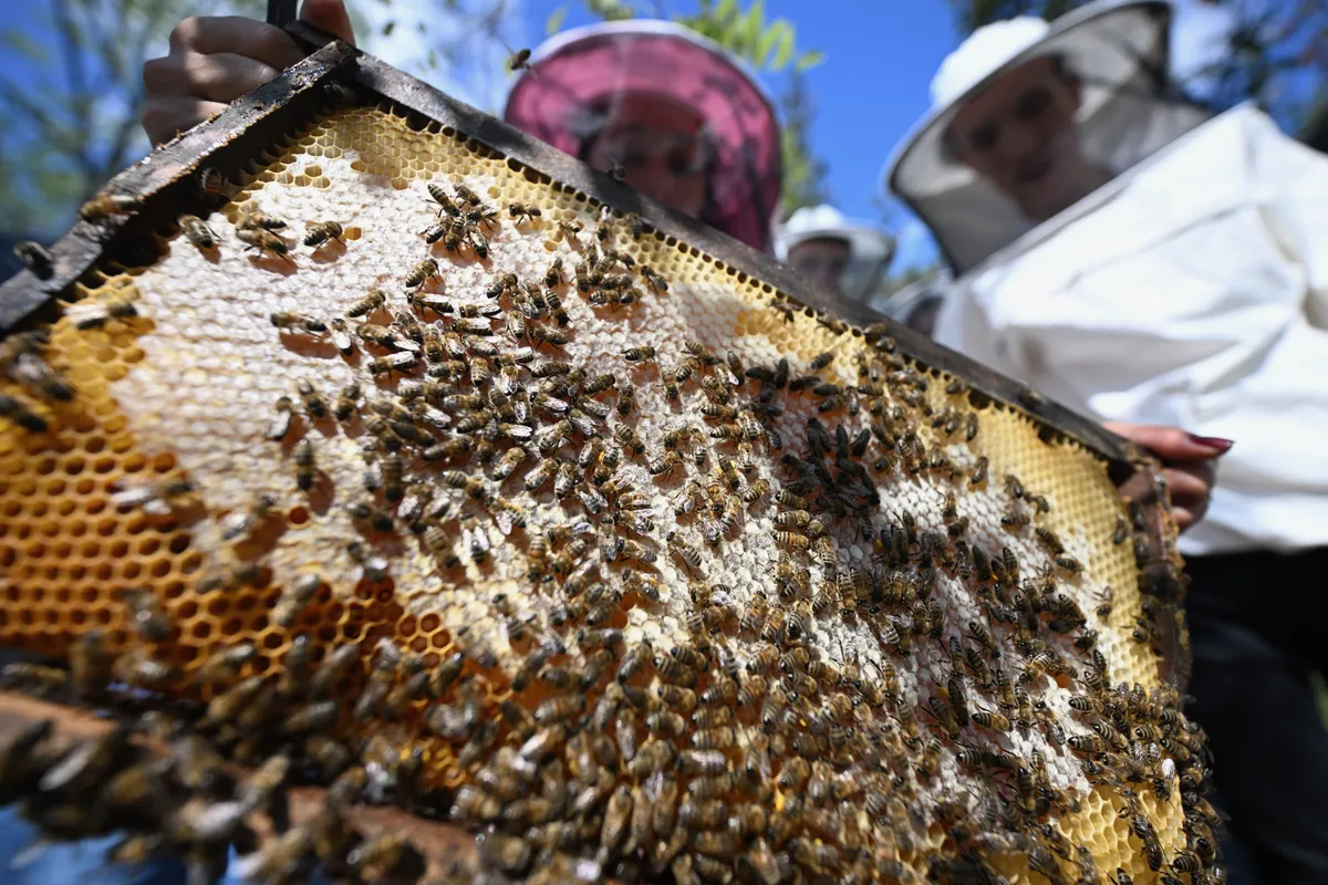 Természetes antibiotikumot rejt a méhek által gyűjtött virágpor.