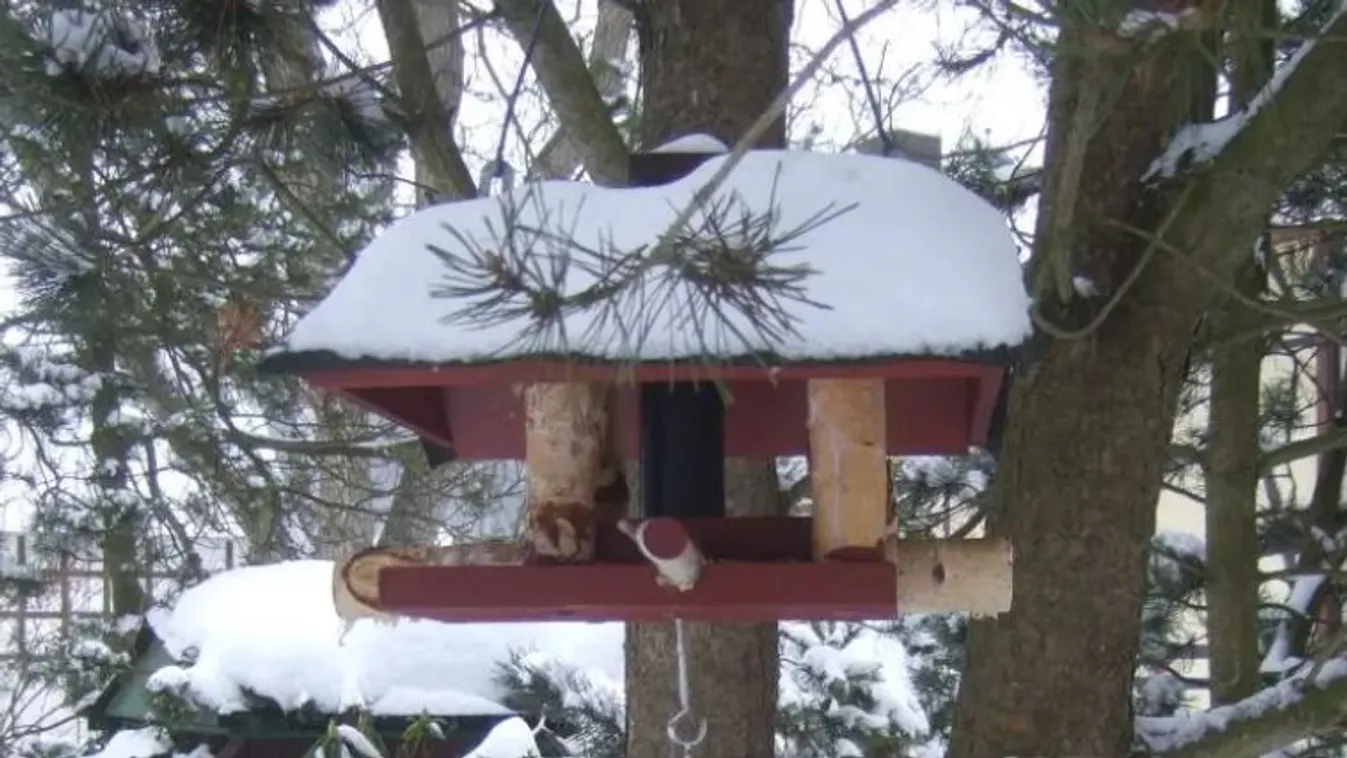 Meglepő tévhit terjed a madáretetésről – a szakértő felkapta a fejét! – videó Kép