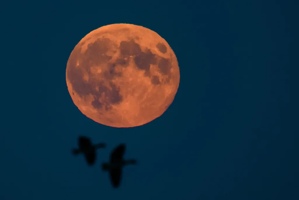 Vadász hold, telihold