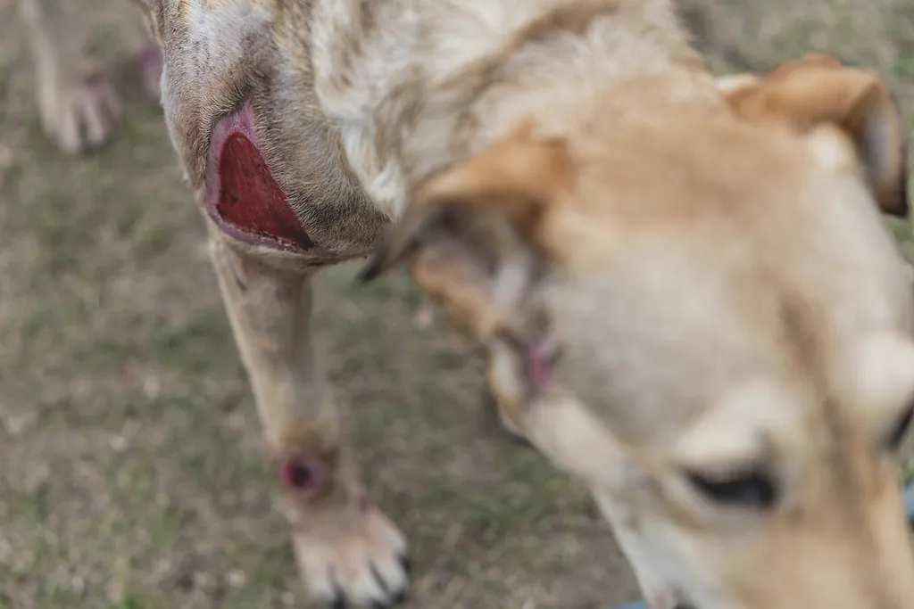 Laki Mancs Állatvédelmi Egyesület, LakiMancsÁllatvédelmiEgyesület, Lakitelek