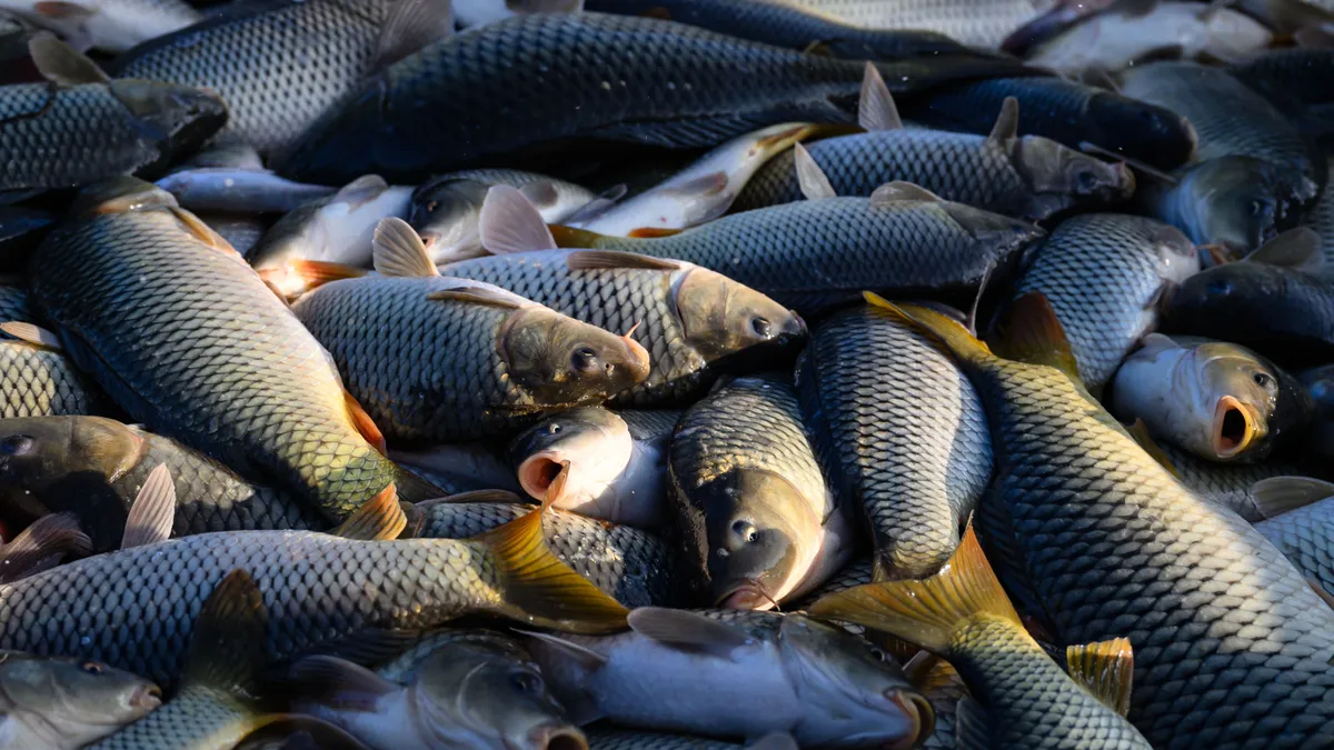 Hal karácsonyra: mi már tudjuk az idei árakat! - ORIGO