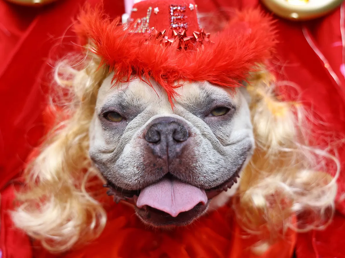 Halloweeni kutya, fantáziaruhában, New Yorkból.