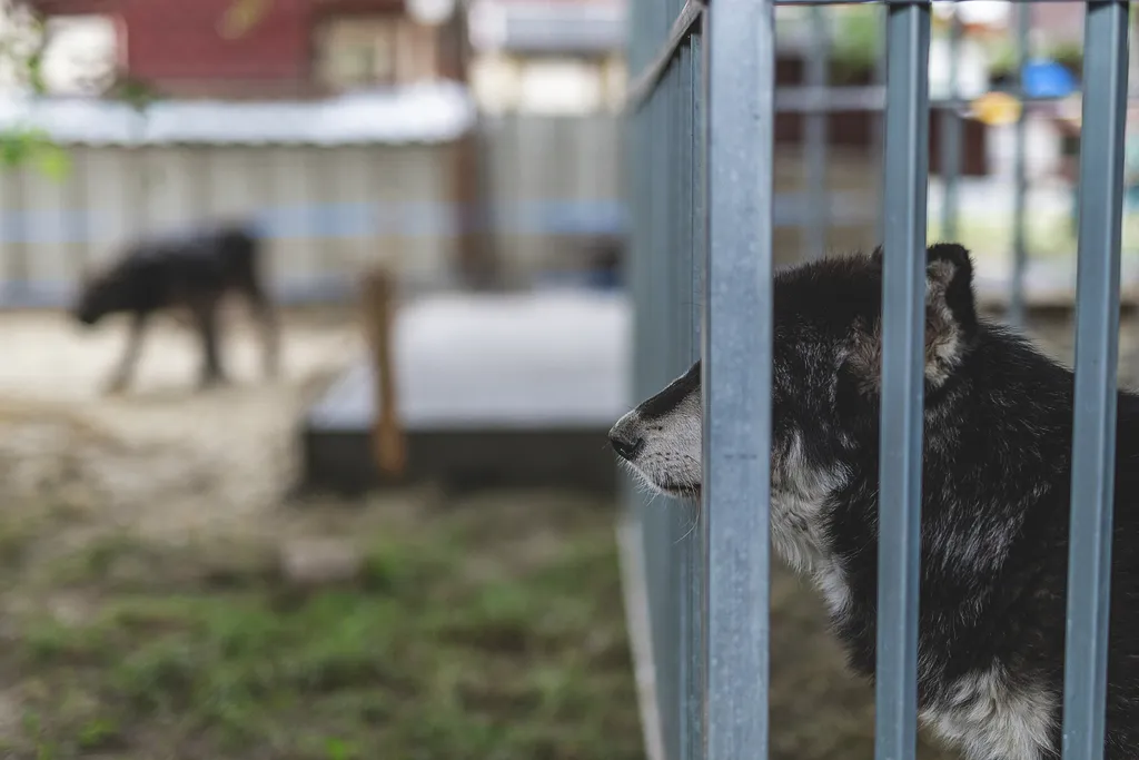 Laki Mancs Állatvédelmi Egyesület, LakiMancsÁllatvédelmiEgyesület, Lakitelek