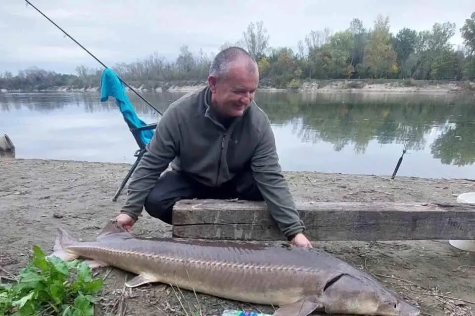 Dario Balog a Dráva partján a 35 kilós, 176 centiméteres simatokkal, amelyet a horgász gyors fotózás után visszaengedett a folyóba Fotó: 24sata.hr – a Dunai horgászok Facebook-csoportja nyomán