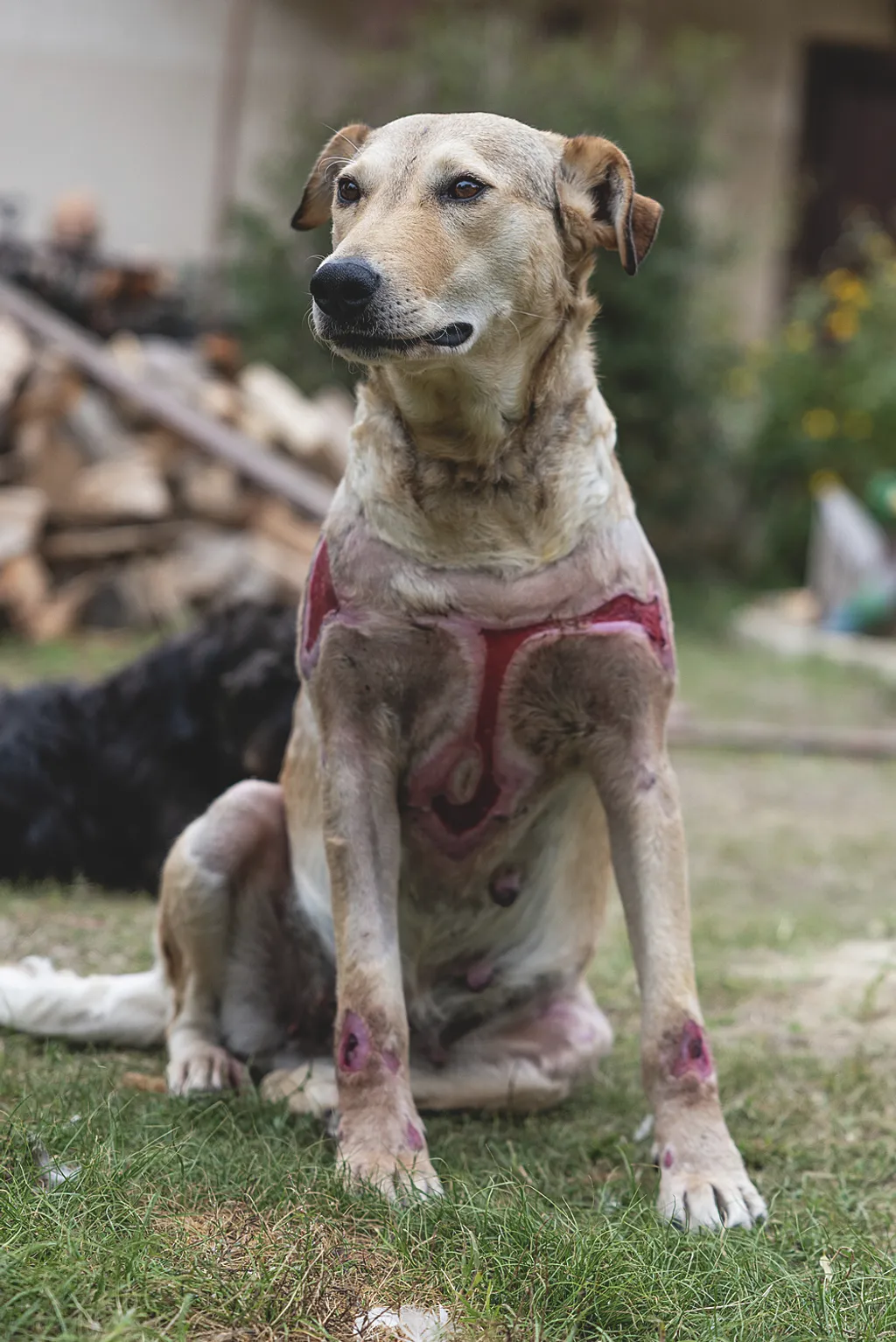 Laki Mancs Állatvédelmi Egyesület, LakiMancsÁllatvédelmiEgyesület, Lakitelek