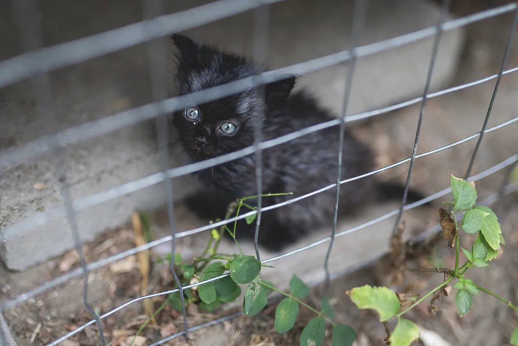 Laki Mancs Állatvédelmi Egyesület, LakiMancsÁllatvédelmiEgyesület, Lakitelek