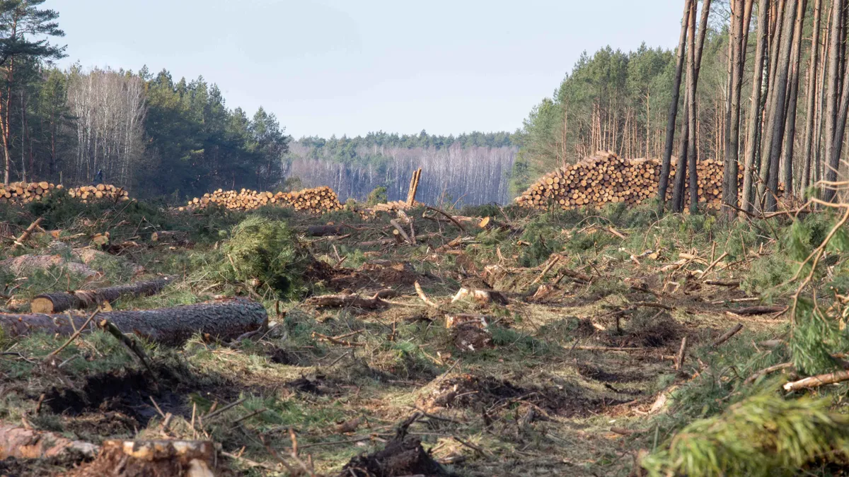 a trópusi erdők kétszer olyan gyorsan állnak helyre erdőirtás után, ha elegendő nitrogén van a földjükben.