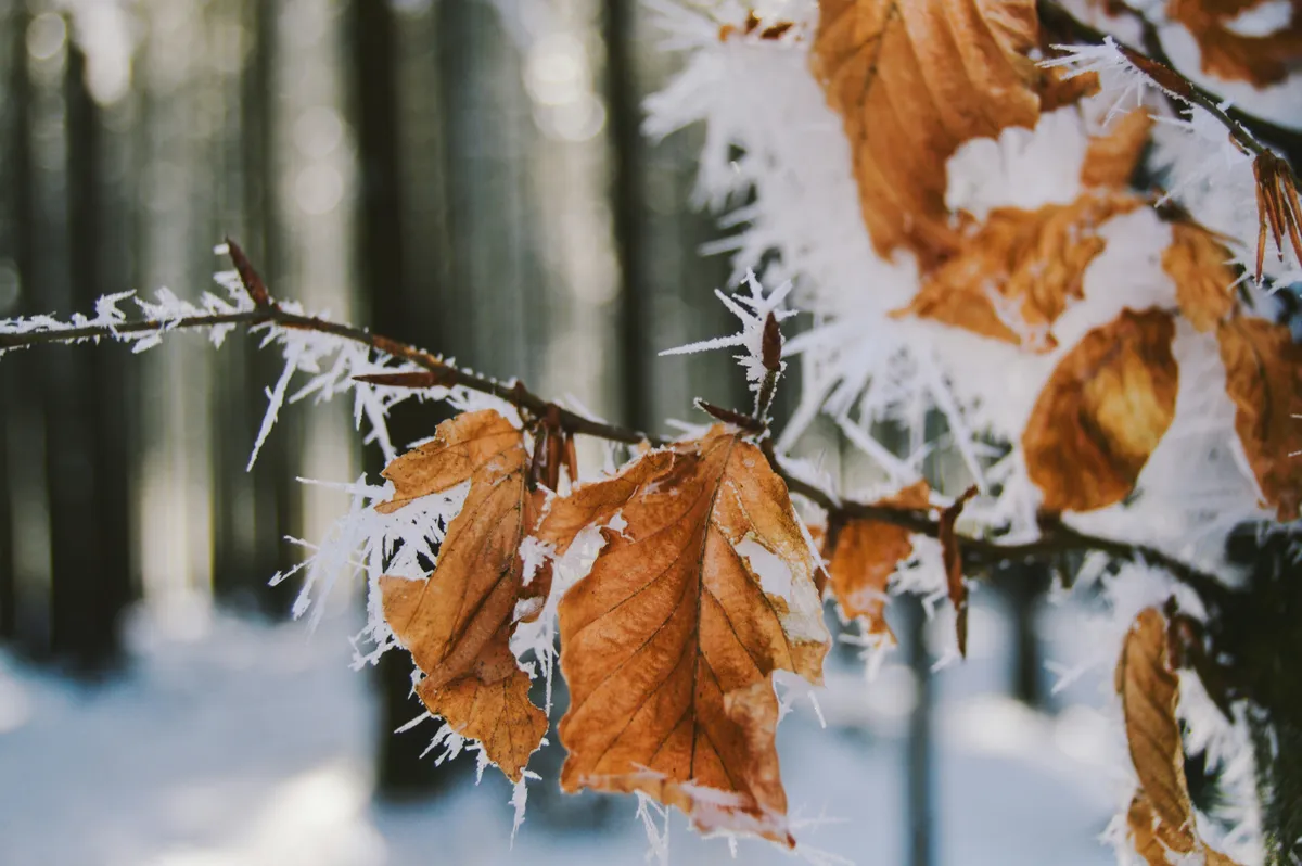 Az időjárás hűvösre fordul — több helyen fagyos reggelre ébredhetünk a héten.