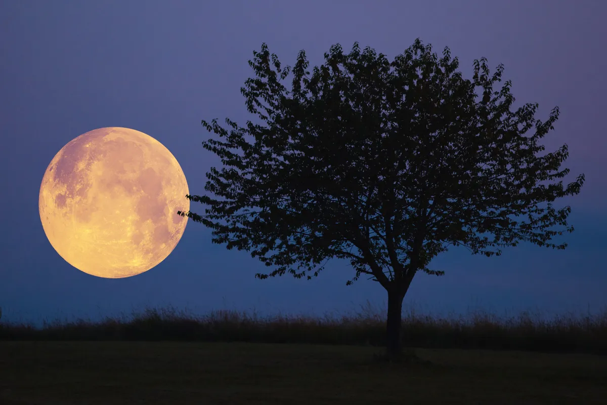 Full Moon, stars, planets and landscape scenery silhouettes., vadászhold