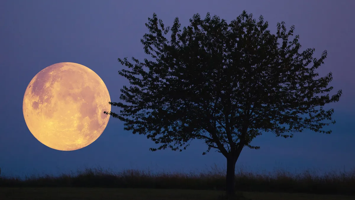 vadászhold, Full Moon, stars, planets and landscape scenery silhouettes.