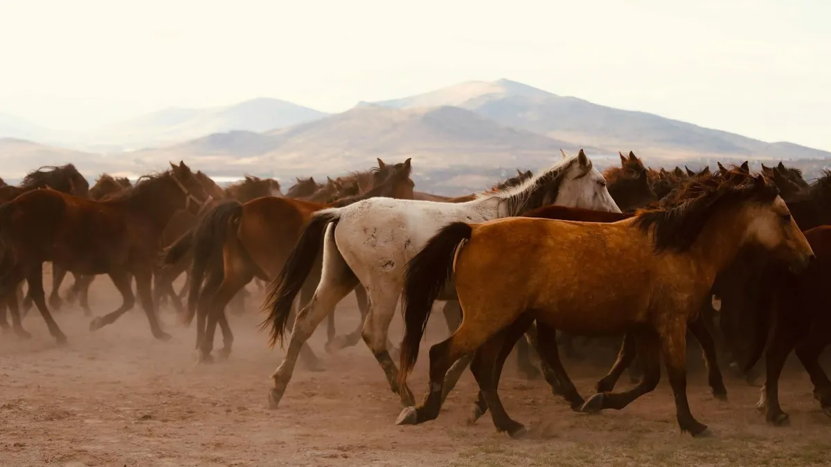 Őzek után jött a ménes a Szirák felé vezető úton 